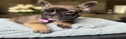 French Bulldog dogs for sale: Sweet and Spicy - Ad 1