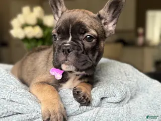 French Bulldog dogs Sweet and Spicy - Ad 35