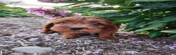 Cavapoo dogs for sale: Fiona  - Ad 4