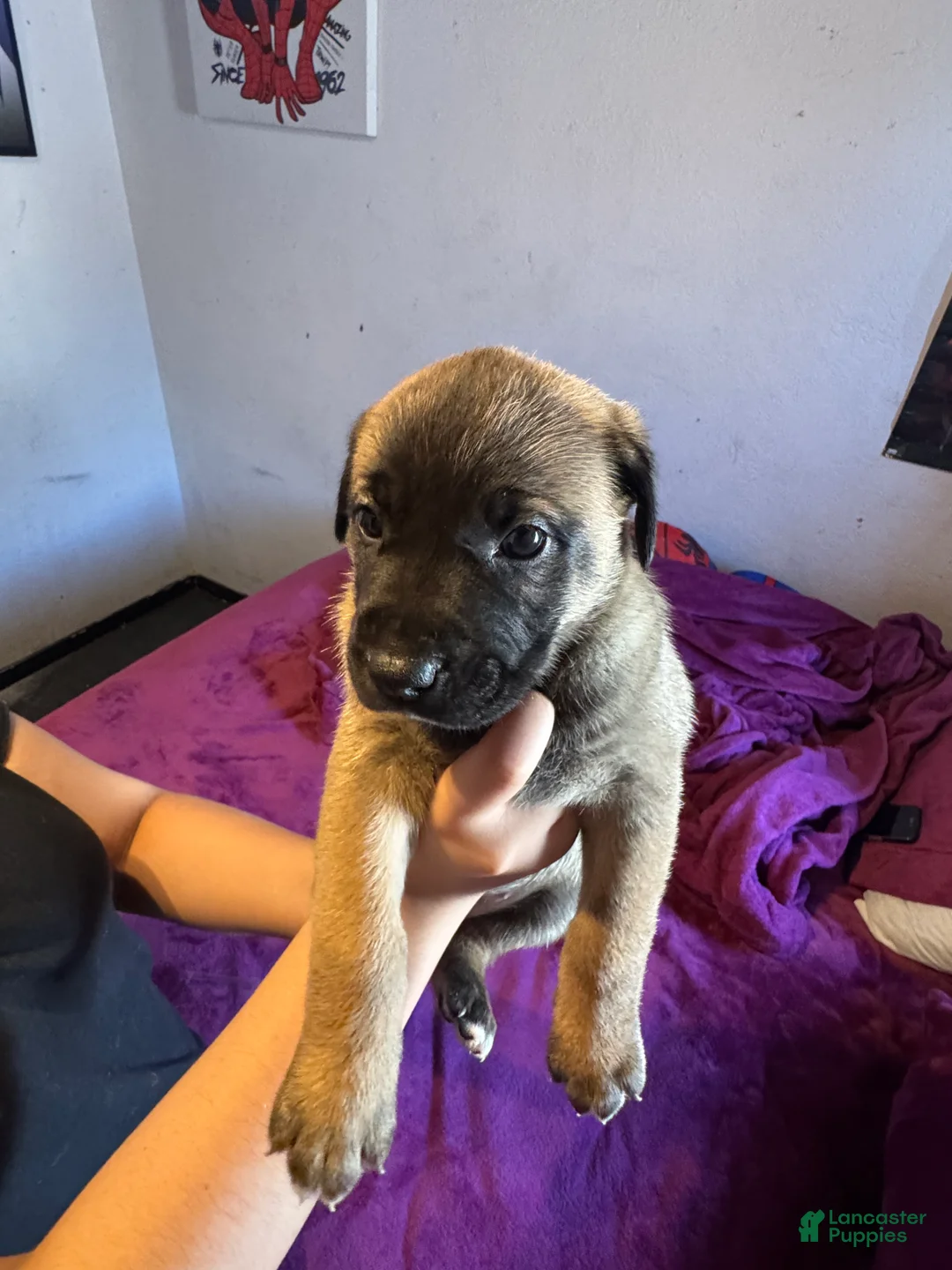 Mixed Breed dogs for sale: Mixed Breed Puppy 5 - Ad 1