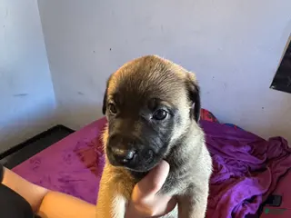 Mixed Breed dogs Mixed Breed Puppy 5 - Ad 18