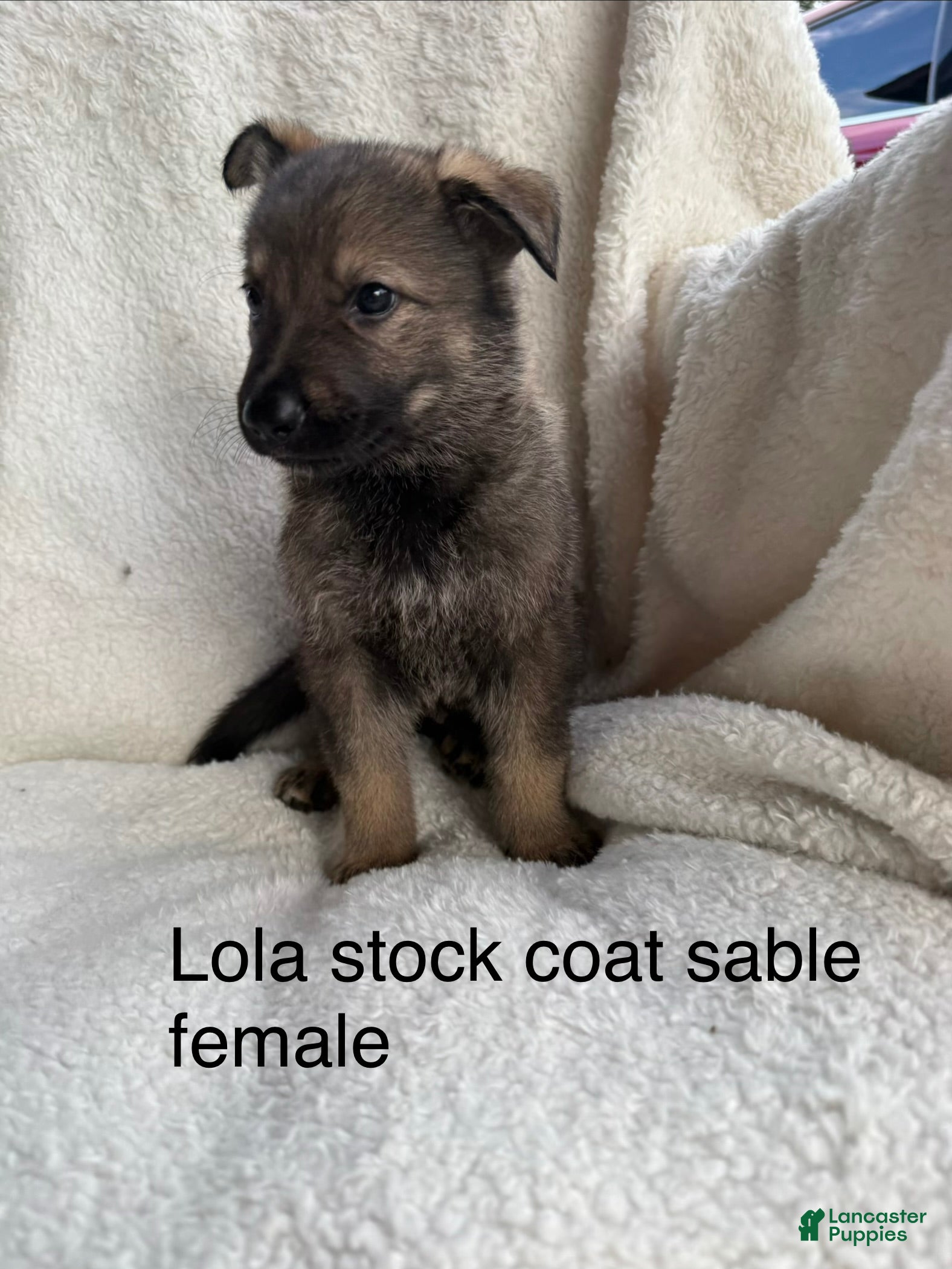 German Shepherd dogs Lola - Ad 2