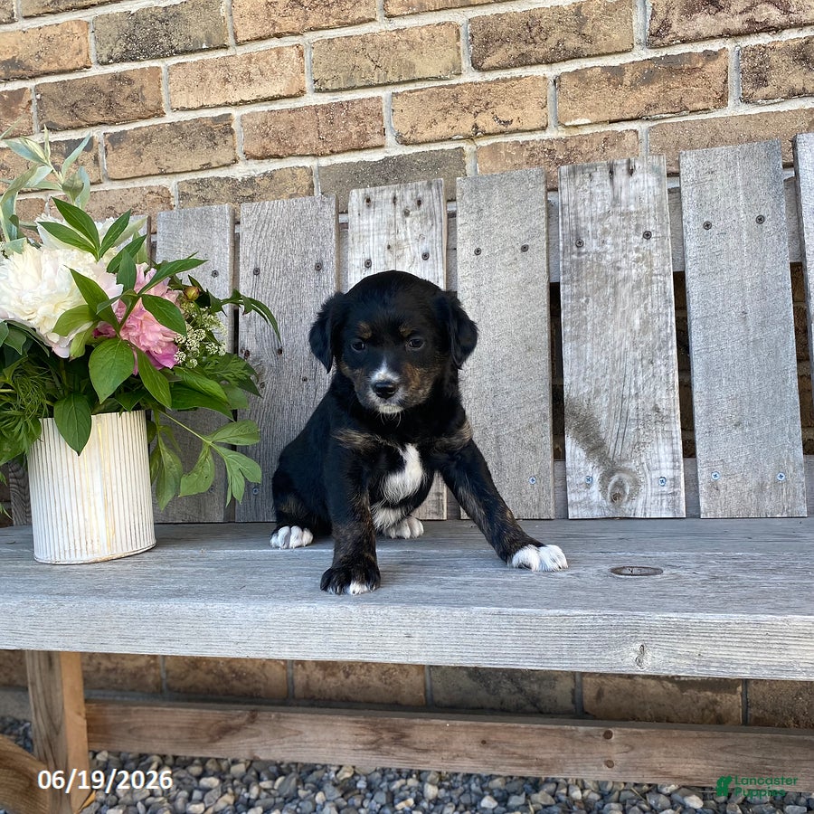 Mixed Breed dogs Eden - Ad 2