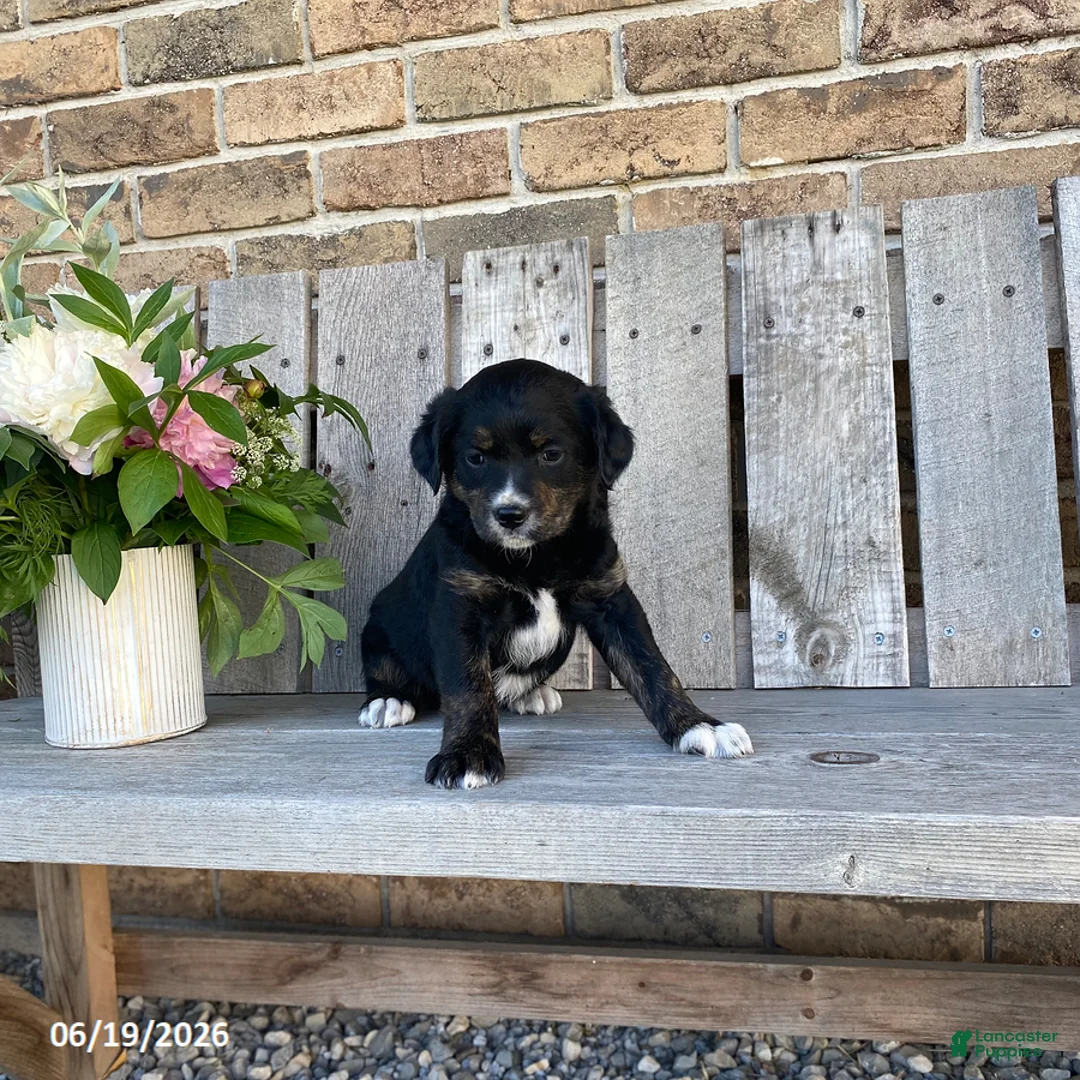 Mixed Breed dogs for sale: Eden - Ad 2