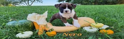 Boxer dogs for sale: Nero AKC - Ad 2