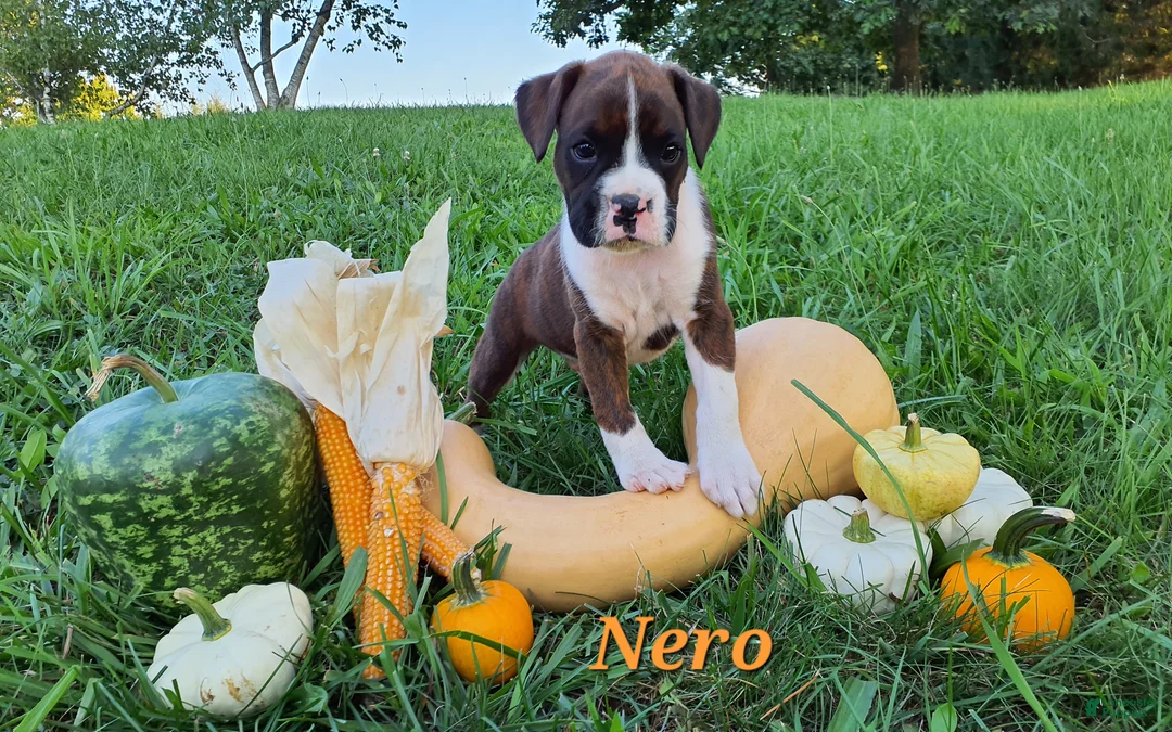 Boxer dogs for sale: Nero AKC - Ad 2