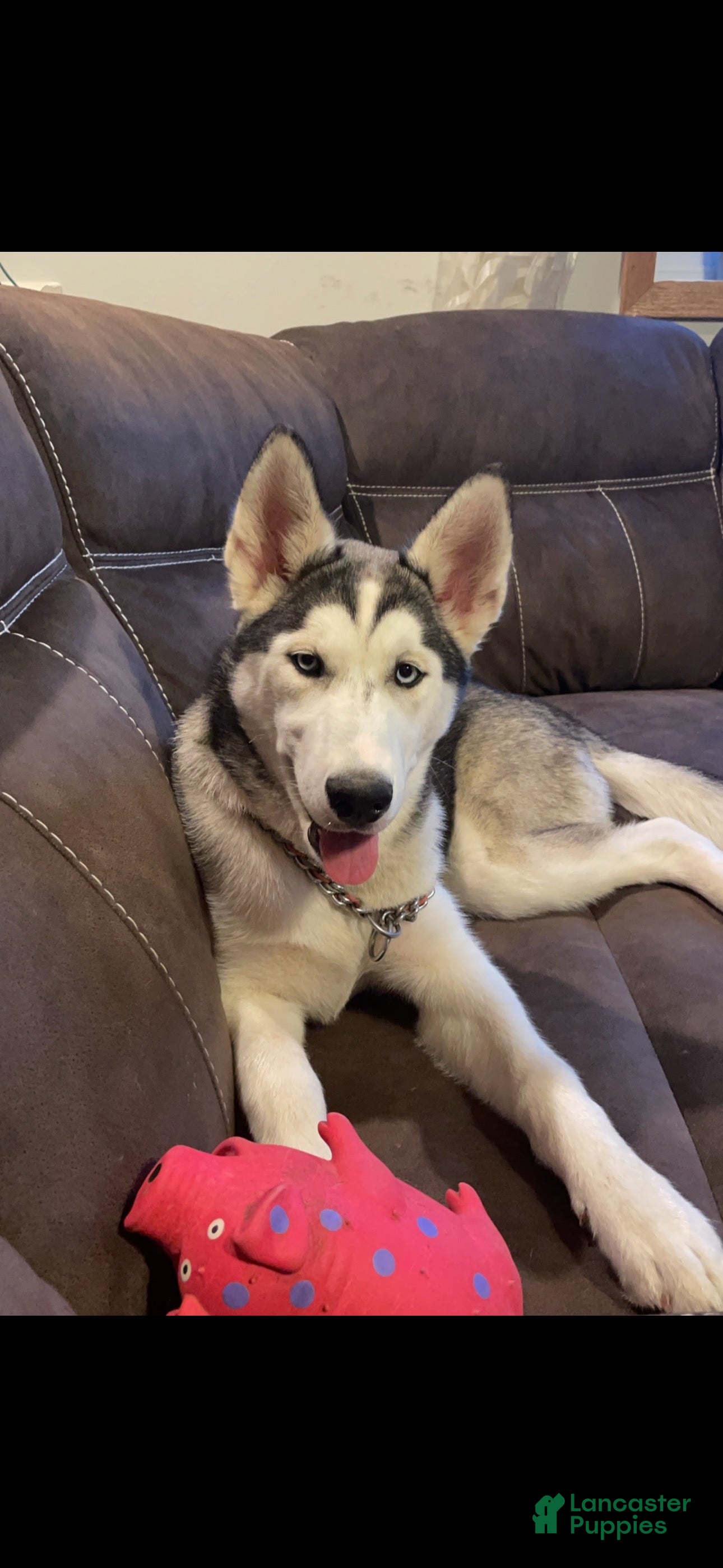 Siberian Husky dogs Freya - Ad 31