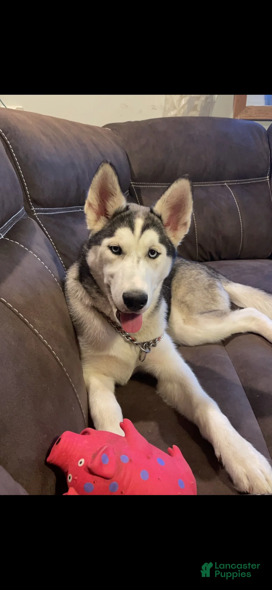 Siberian Husky dogs for sale: Freya - Ad 1