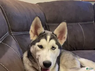 Siberian Husky dogs Freya - Ad 31