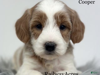Goldendoodle dogs - Ad 1