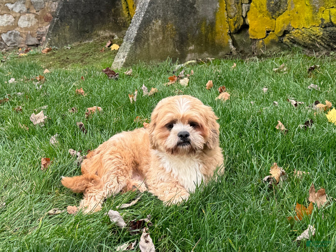 Lhasa Apso dogs for sale: Corey - Ad 2