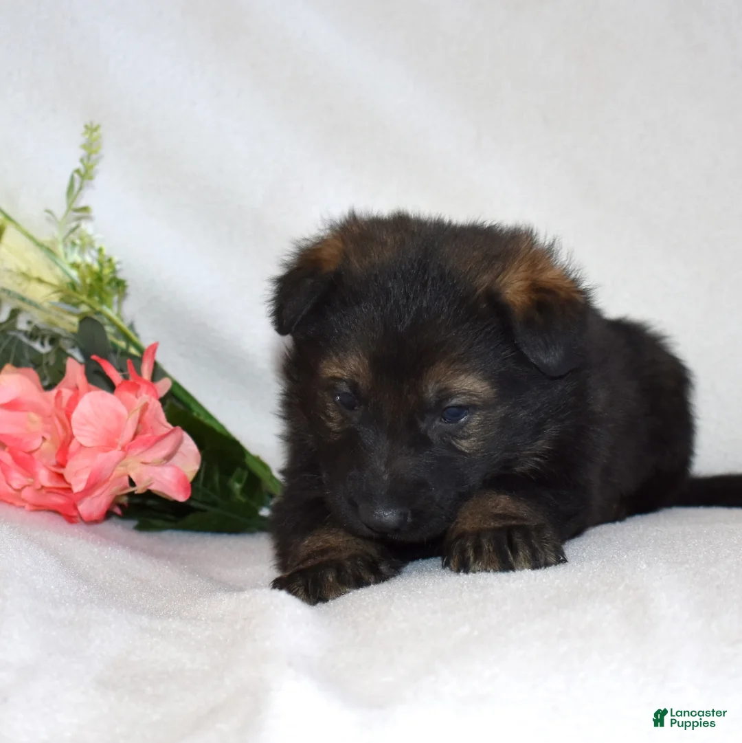 German Shepherd dogs for sale: Sheriff - Ad 6