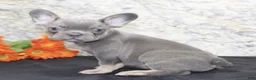 French Bulldog dogs for sale: Bella - Ad 3