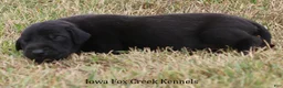 Great Dane dogs for sale: Scoundrel - Ad 5