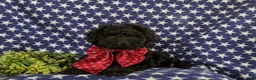 Cockapoo dogs for sale: Jarod Hypoallergenic - Ad 5