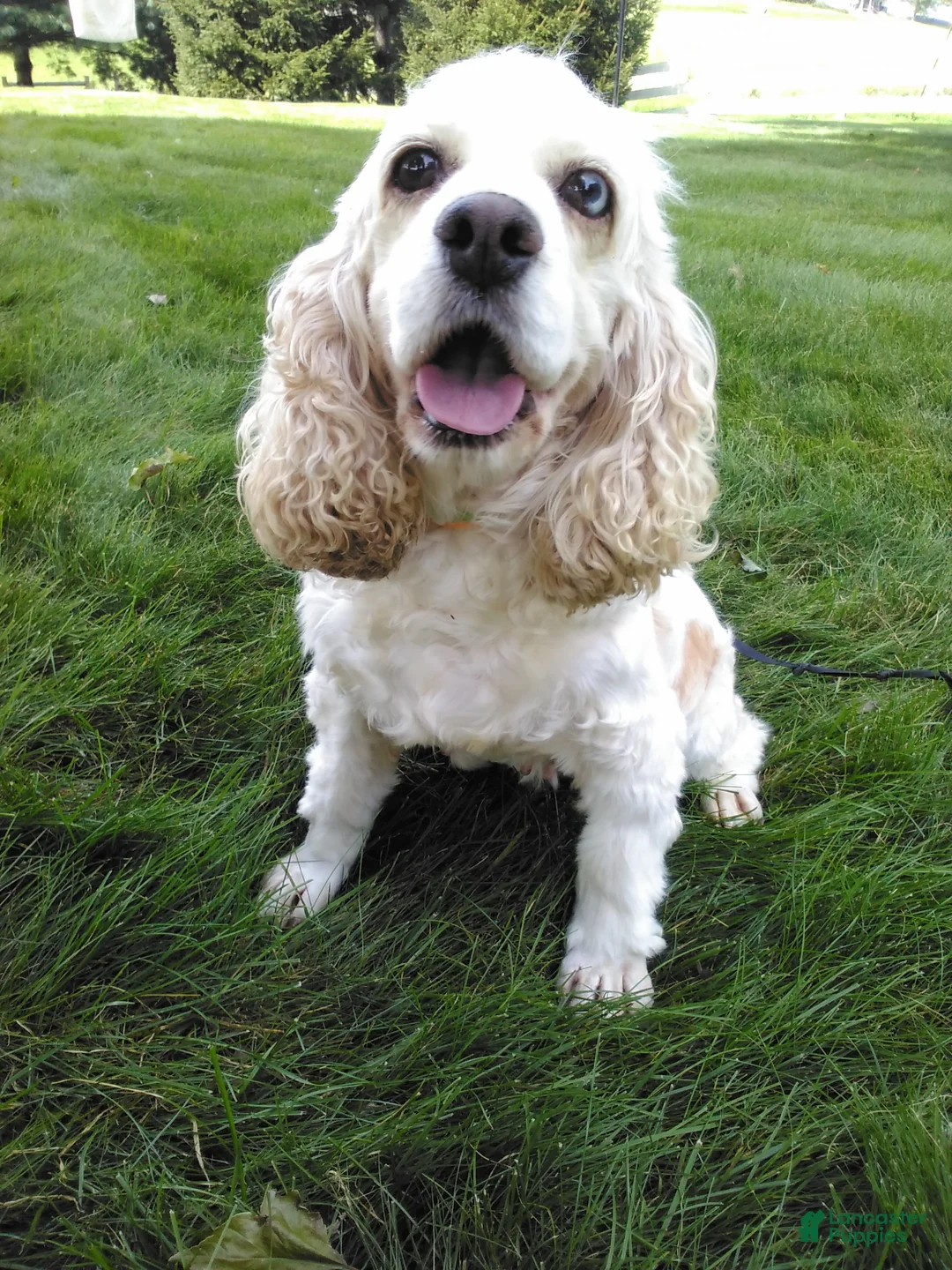 Cocker Spaniel dogs for sale: carmel - Ad 1