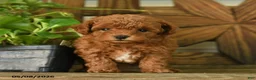 Toy Poodle dogs for sale: Padington - Ad 3