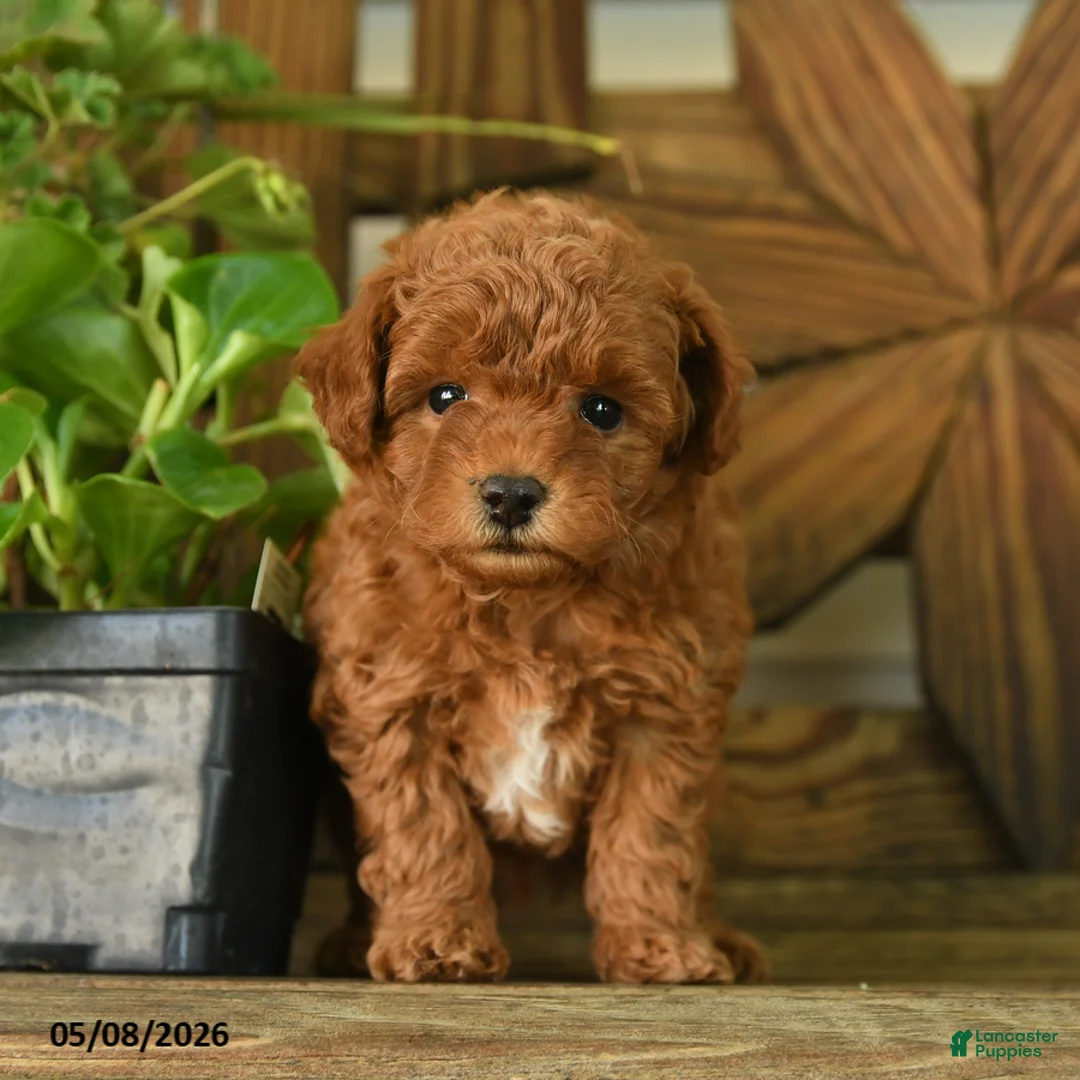 Toy Poodle dogs for sale: Padington - Ad 3