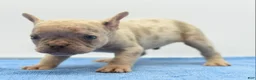 Mixed Breed dogs for sale: Milo merle  - Ad 5