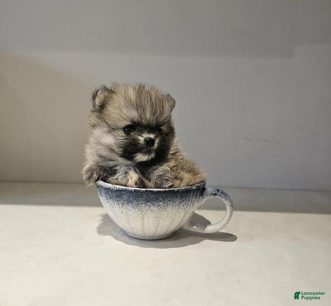 Pomeranian dogs for sale: Rafa - Ad 12