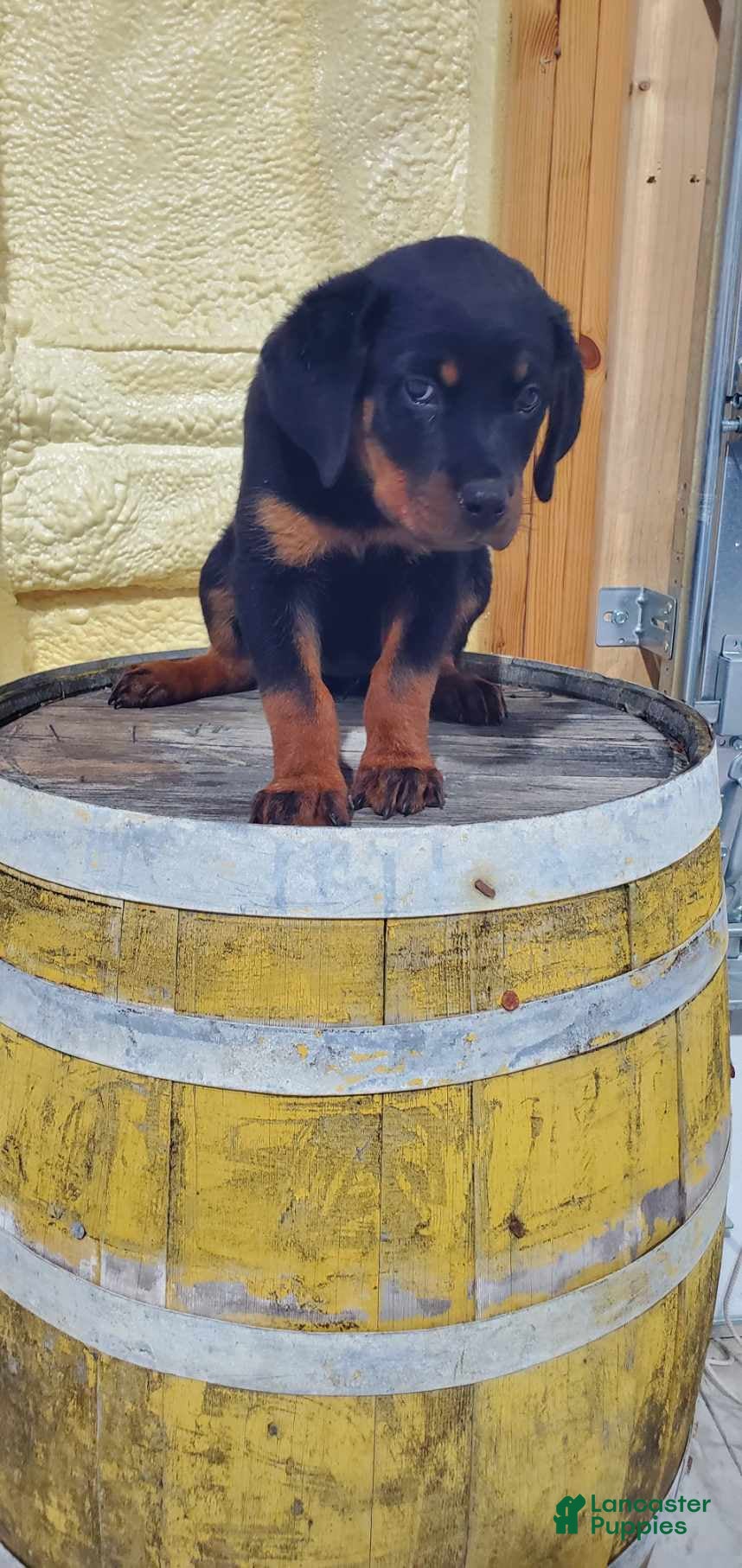 Rottweiler dogs Misty - Ad 2