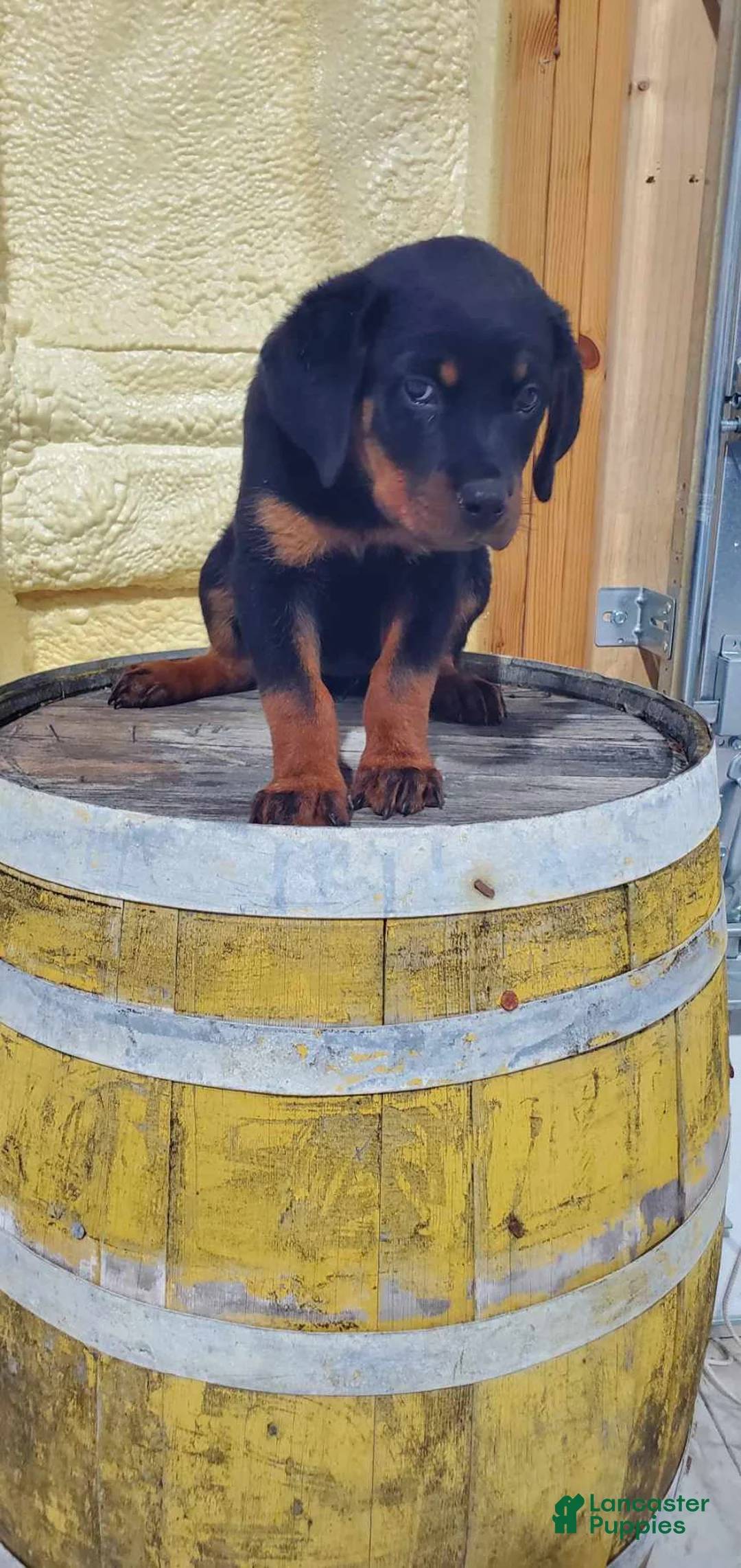 Rottweiler dogs for sale: Misty - Ad 2