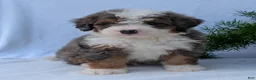 Mini Bernedoodle dogs for sale: Mini Banks  - Ad 5