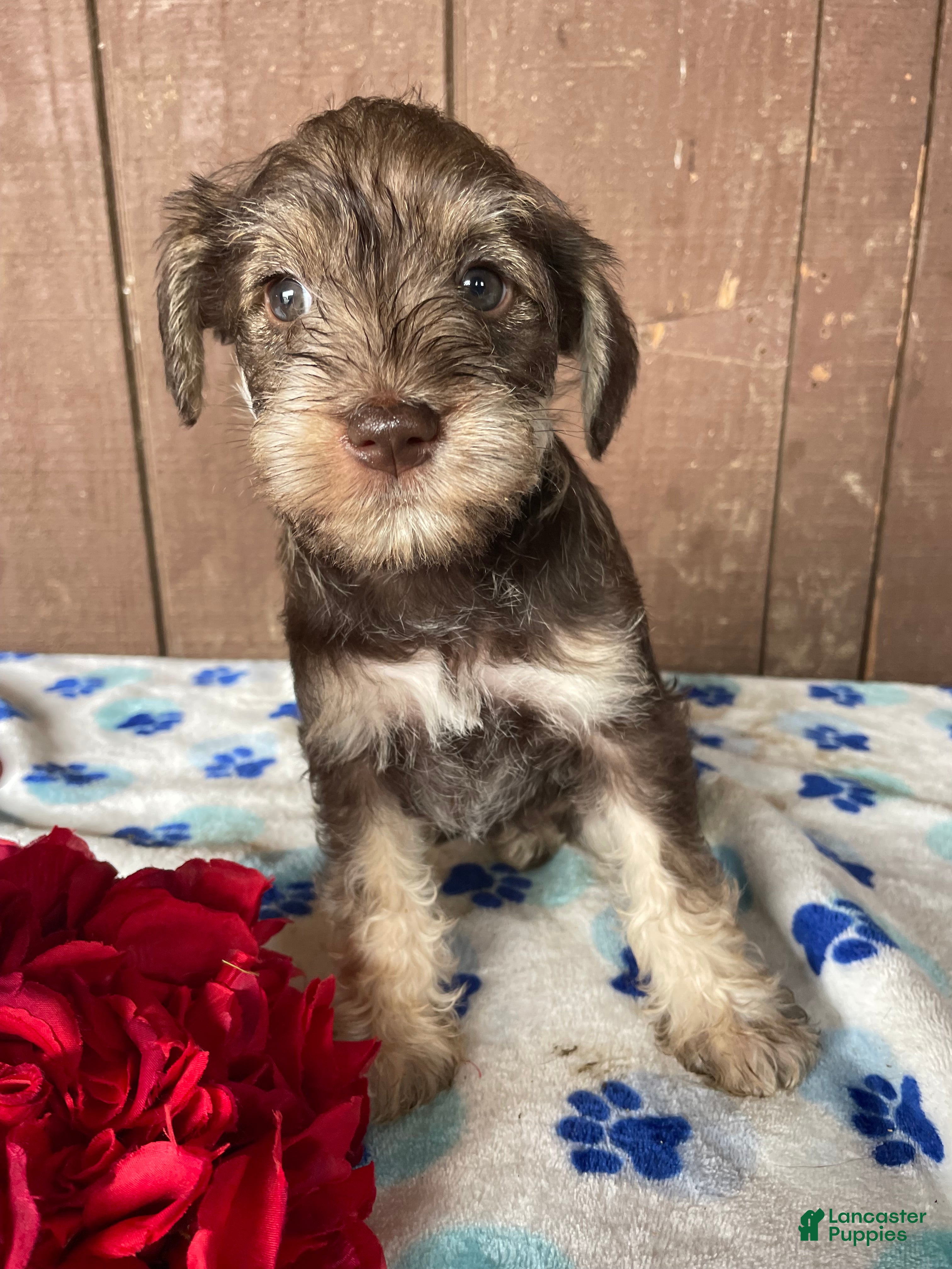 Miniature Schnauzer dogs Helga - Ad 28