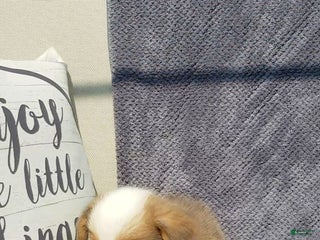 Mixed Breed dogs - Ad 17