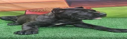 Cane Corso dogs for sale: SKY - Ad 7