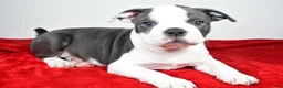 Boston Terrier dogs for sale: Sasha  - Ad 2