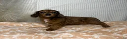 Miniature Dachshund dogs for sale: Tula  - Ad 5