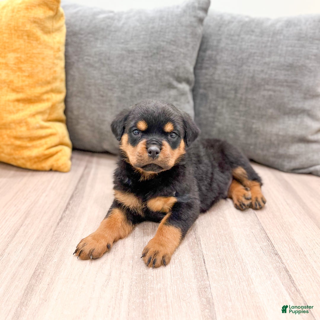 Rottweiler dogs for sale: Bear - Ad 8