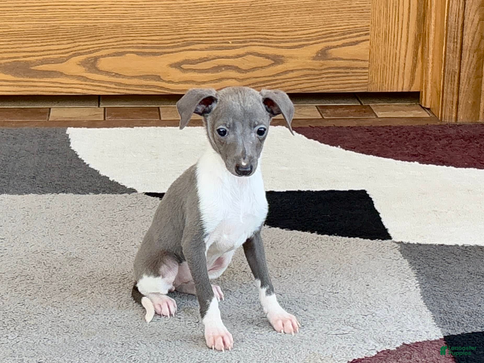 Italian Greyhound Dog For Sale Mini Greyhound Puppies Italian