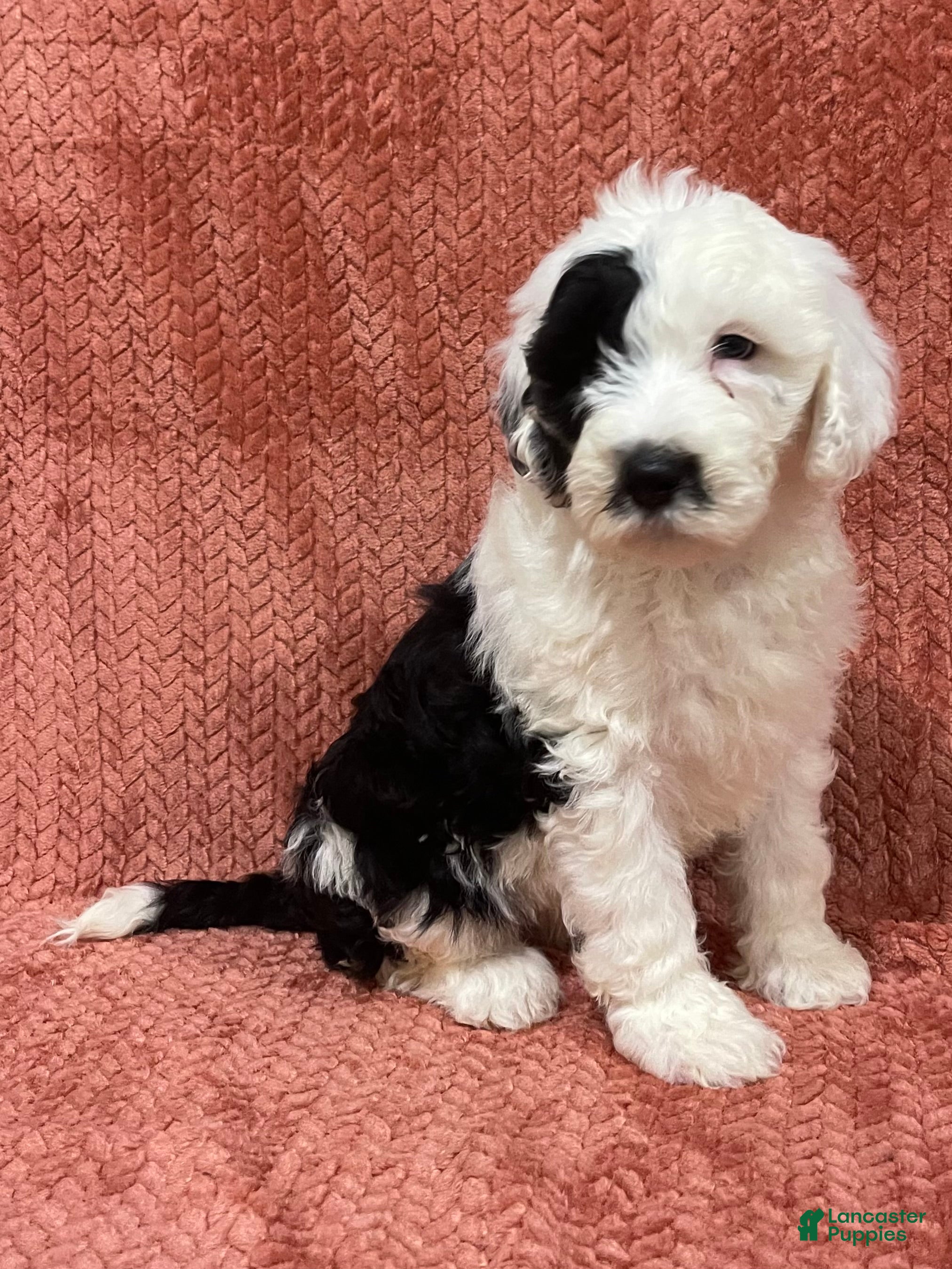 Sheepadoodle dogs Myla - Ad 2