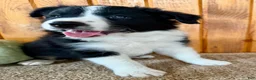 Border Collie dogs for sale: Toby - Ad 5