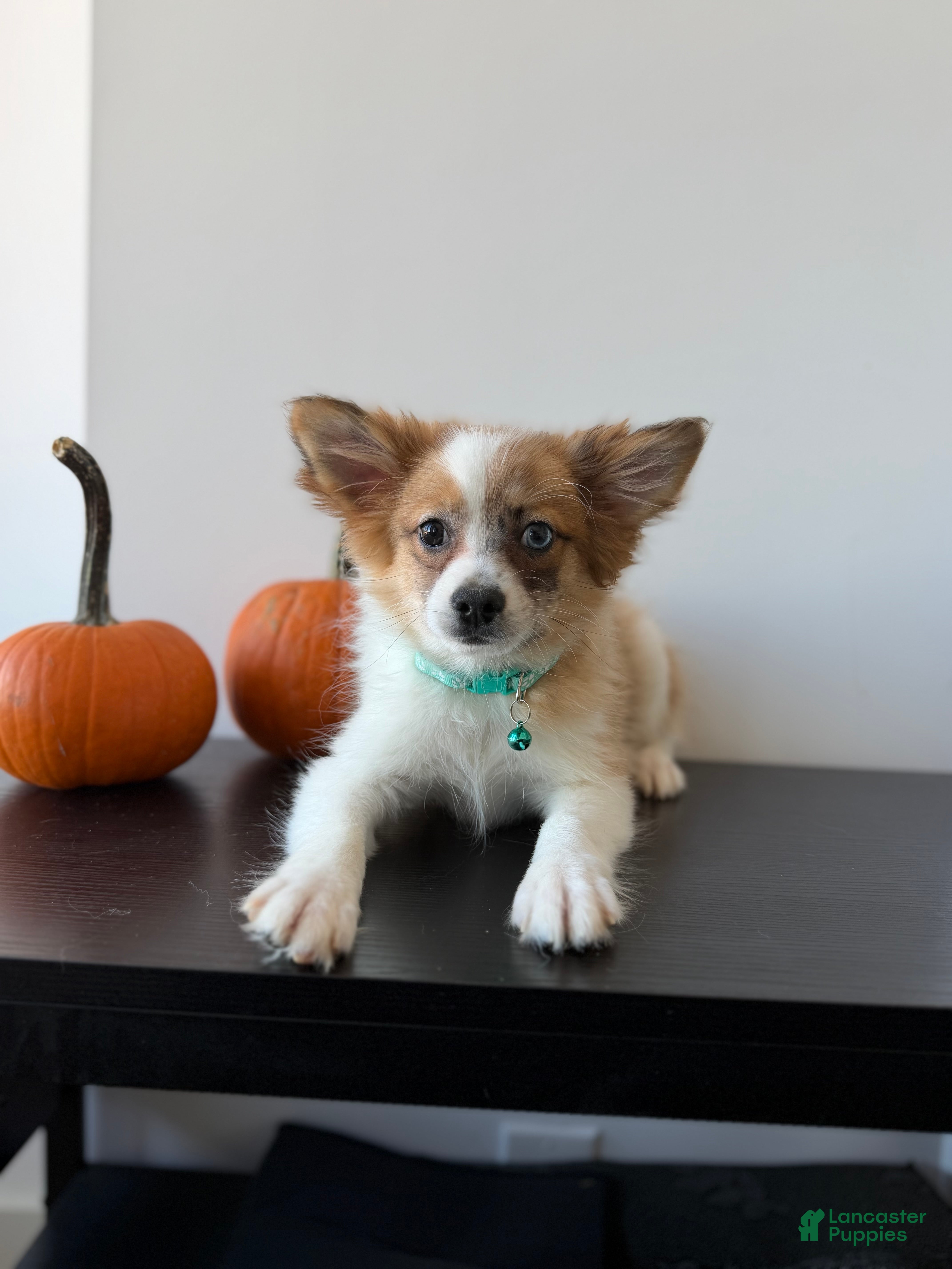 Pomeranian dogs for sale: Bluey - Ad 7
