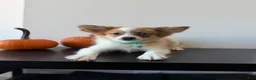 Pomeranian dogs for sale: Bluey - Ad 1