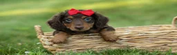 Miniature Dachshund dogs for sale: MURPHY - Ad 7
