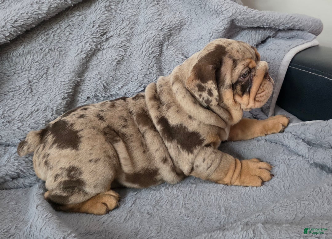 English Bulldog dogs for sale: Earl - Ad 7