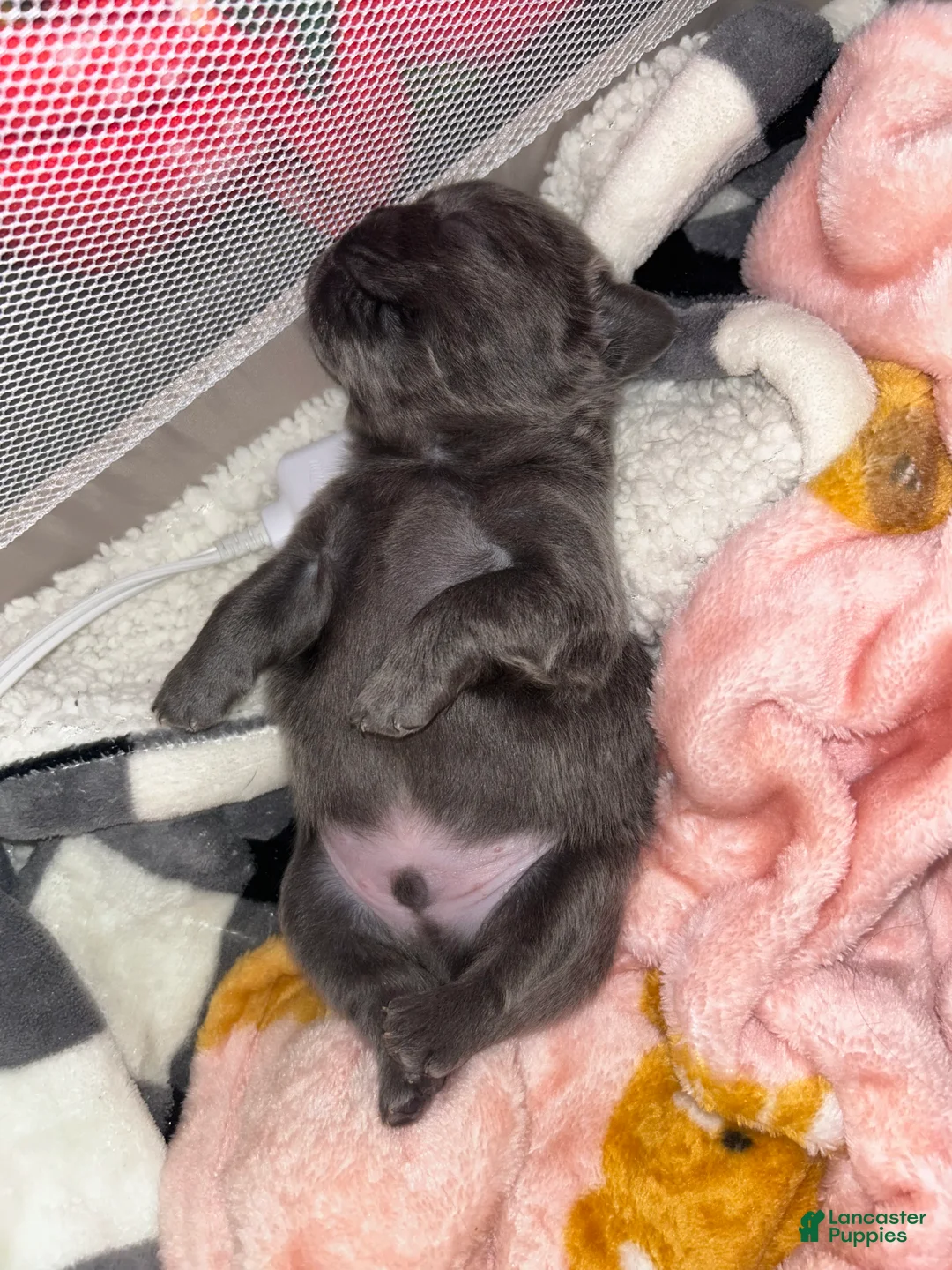 French Bulldog dogs for sale: French Bulldog Puppy 2 - Ad 2