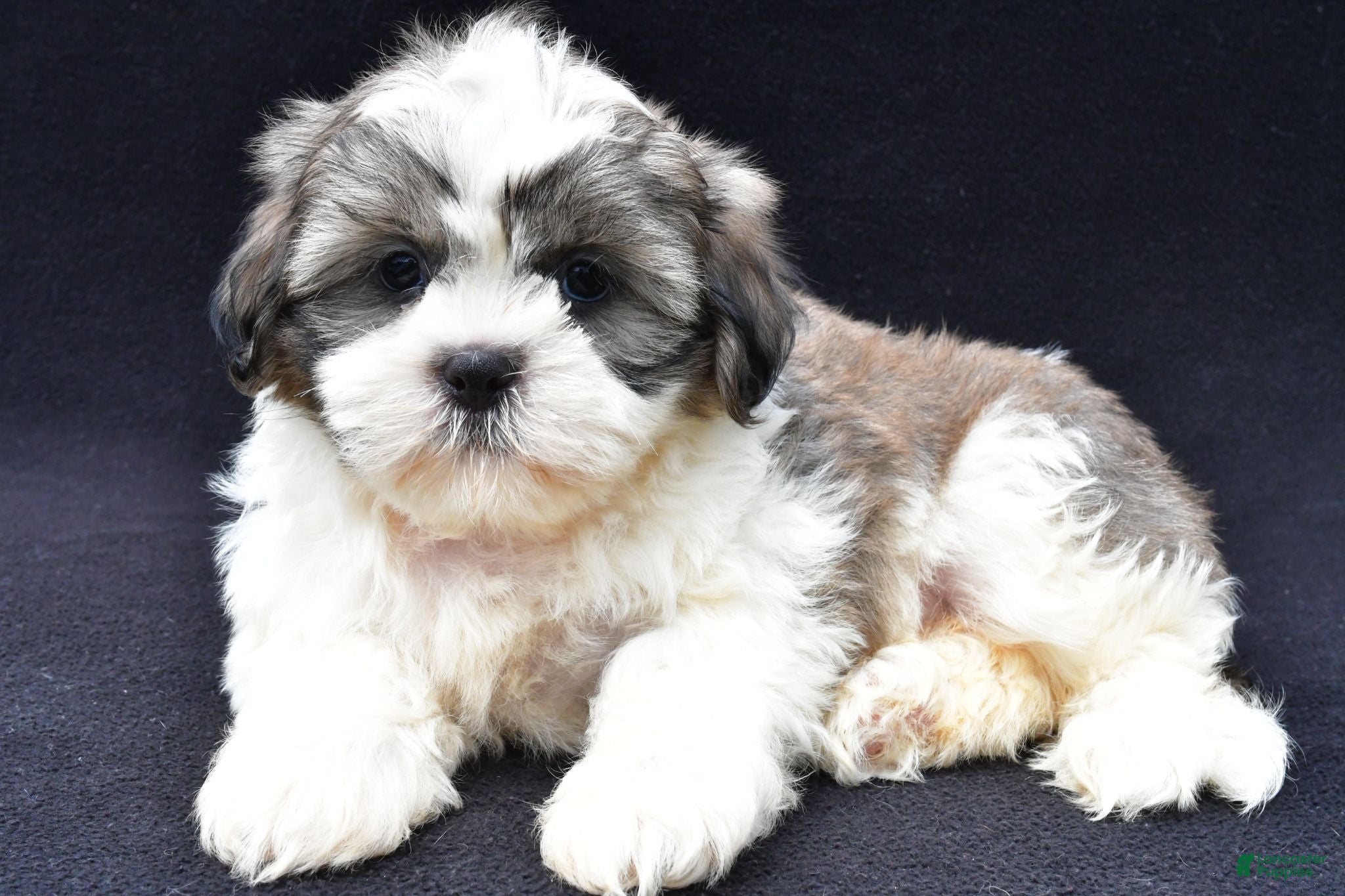 Shih Tzu dogs Alex - Ad 2