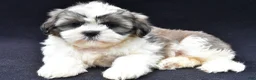 Shih Tzu dogs for sale: Alex - Ad 2