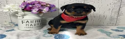 Rottweiler dogs for sale:  Betty - Ad 2