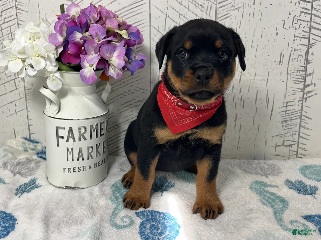 Rottweiler dogs for sale:  Betty - Ad 2