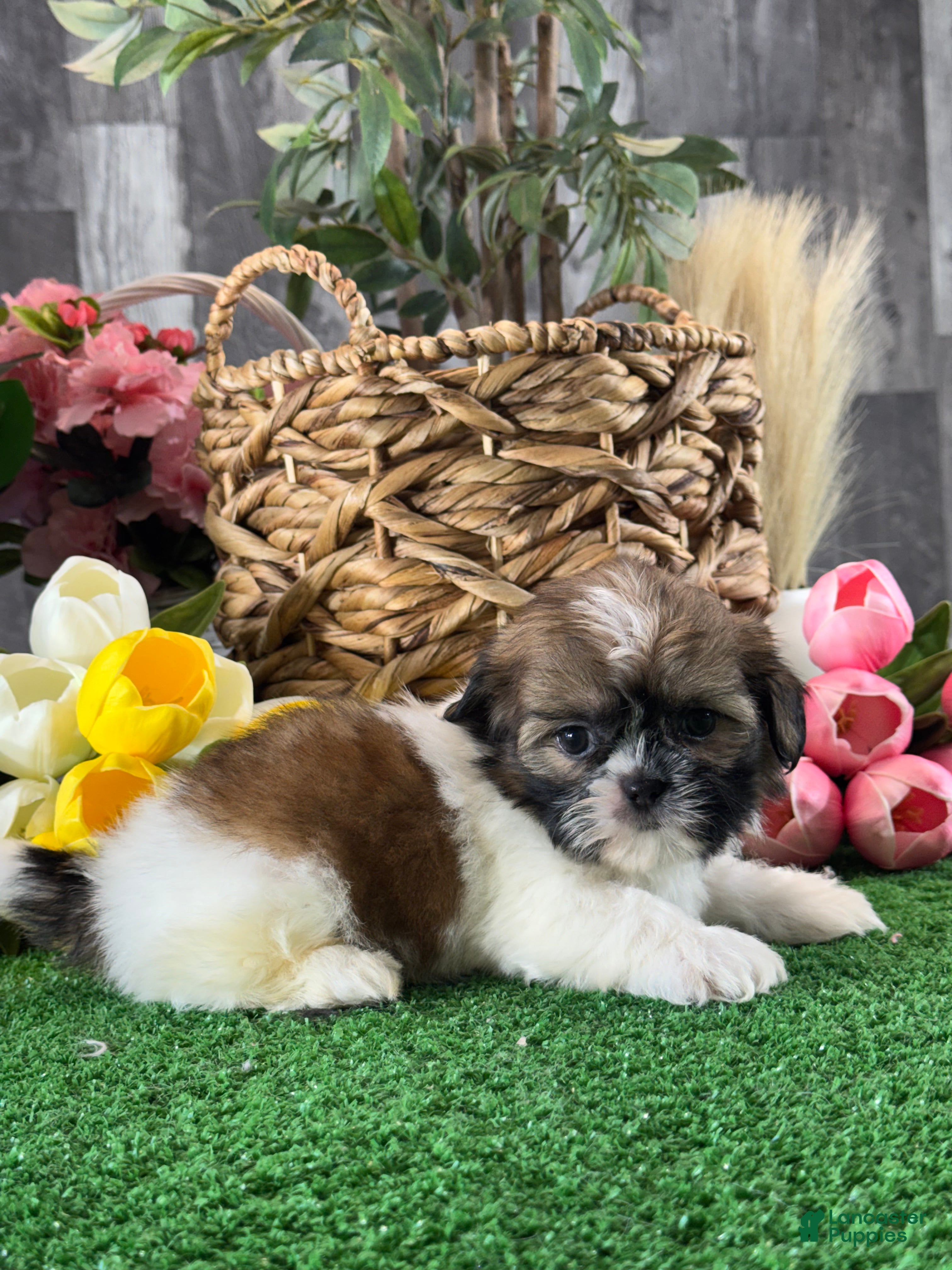 Shih Tzu dogs Sally🌭 - Ad 3