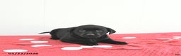 Labrador Retriever dogs for sale: Piper - Ad 2