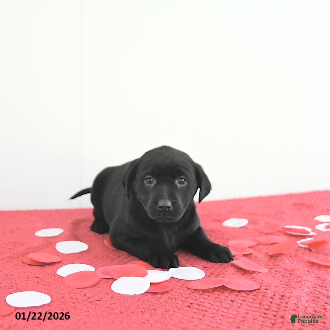 Labrador Retriever dogs for sale: Piper - Ad 2