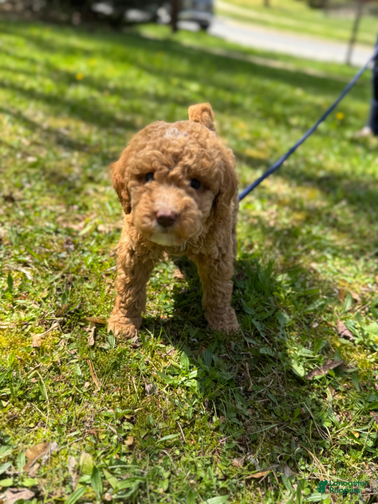 Miniature Poodle dogs Miniature Poodle Puppy 1 - Ad 40