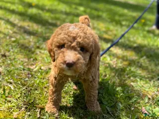 Miniature Poodle dogs Miniature Poodle Puppy 1 - Ad 40